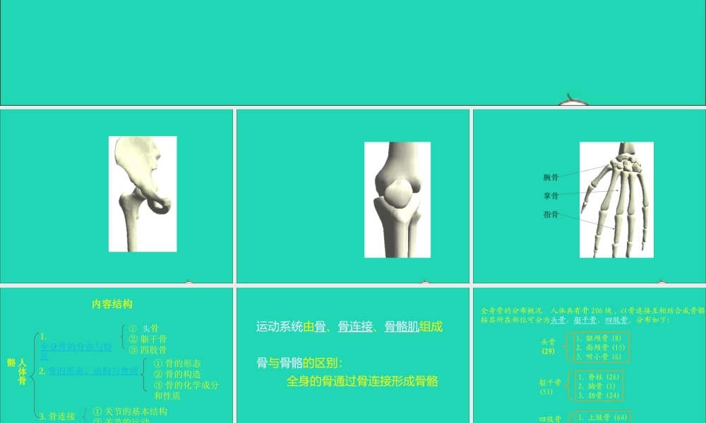 四年级科学下册 1.1 骨骼课件 苏教版-苏教版小学四年级下册自然科学课件