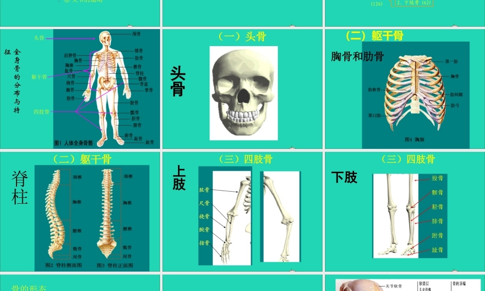 四年级科学下册 1.1 骨骼课件 苏教版-苏教版小学四年级下册自然科学课件