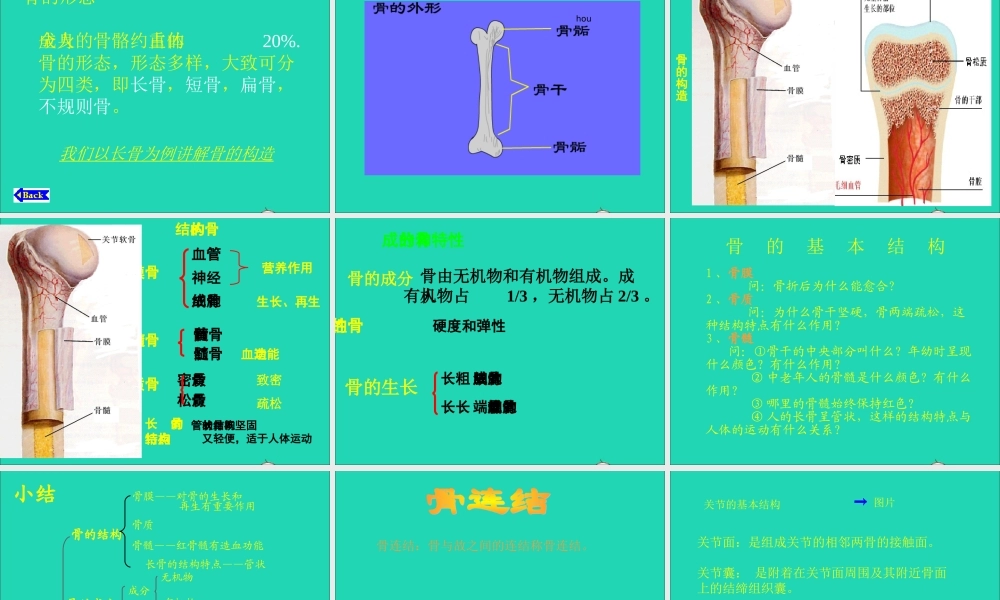 四年级科学下册 1.1 骨骼课件 苏教版-苏教版小学四年级下册自然科学课件