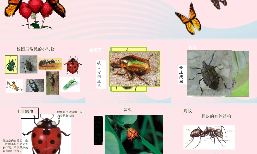 四年级科学上册 第6课《校园里有哪些动植物》课件（2） 鄂教版-鄂教版小学四年级上册自然科学课件