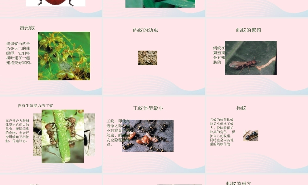 四年级科学上册 第6课《校园里有哪些动植物》课件（2） 鄂教版-鄂教版小学四年级上册自然科学课件