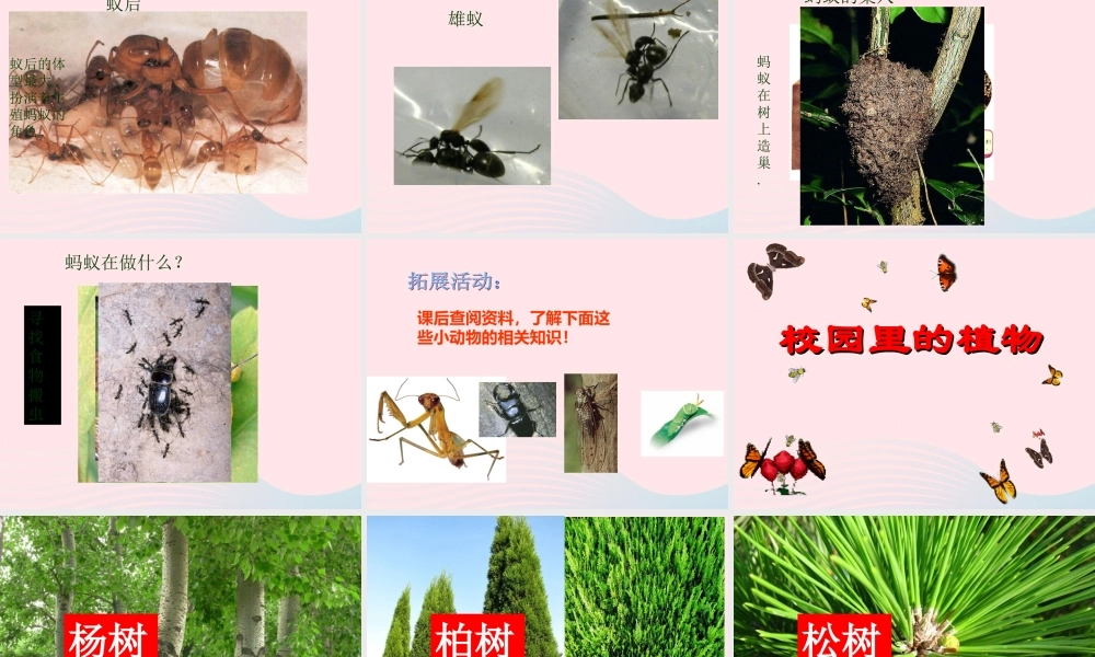 四年级科学上册 第6课《校园里有哪些动植物》课件（2） 鄂教版-鄂教版小学四年级上册自然科学课件