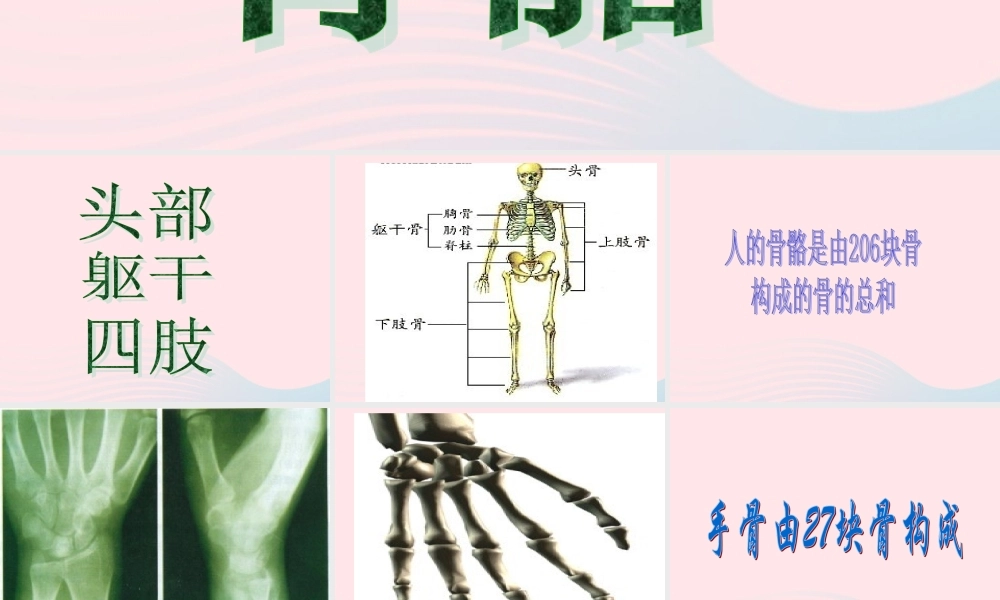 四年级科学下册 1.1 骨骼课件1 苏教版-苏教版小学四年级下册自然科学课件