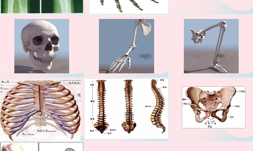 四年级科学下册 1.1 骨骼课件1 苏教版-苏教版小学四年级下册自然科学课件