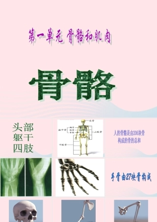 四年级科学下册 1.1 骨骼课件1 苏教版-苏教版小学四年级下册自然科学课件