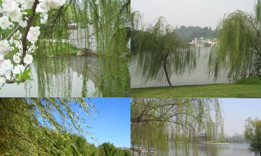 四年级科学下册 第2单元 生生不息 2.2《无心插柳柳成荫》课件2 （新版）湘科版-人教版小学四年级下册自然科学课件