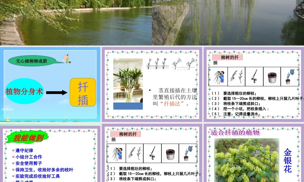 四年级科学下册 第2单元 生生不息 2.2《无心插柳柳成荫》课件2 （新版）湘科版-人教版小学四年级下册自然科学课件