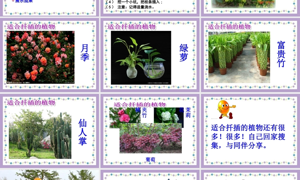 四年级科学下册 第2单元 生生不息 2.2《无心插柳柳成荫》课件2 （新版）湘科版-人教版小学四年级下册自然科学课件