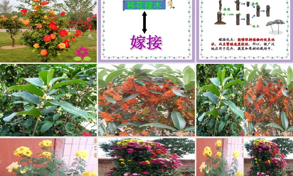 四年级科学下册 第2单元 生生不息 2.2《无心插柳柳成荫》课件2 （新版）湘科版-人教版小学四年级下册自然科学课件