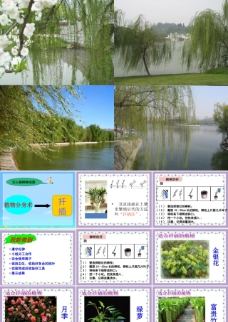 四年级科学下册 第2单元 生生不息 2.2《无心插柳柳成荫》课件2 （新版）湘科版-人教版小学四年级下册自然科学课件