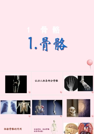 四年级科学下册 1.1 骨骼课件2 苏教版-苏教版小学四年级下册自然科学课件