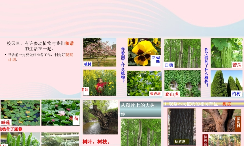 四年级科学上册 第6课《校园里有哪些动植物》课件（3） 鄂教版-鄂教版小学四年级上册自然科学课件