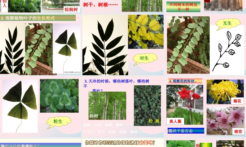 四年级科学上册 第6课《校园里有哪些动植物》课件（3） 鄂教版-鄂教版小学四年级上册自然科学课件