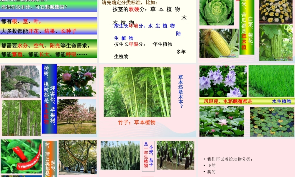 四年级科学上册 第6课《校园里有哪些动植物》课件（3） 鄂教版-鄂教版小学四年级上册自然科学课件