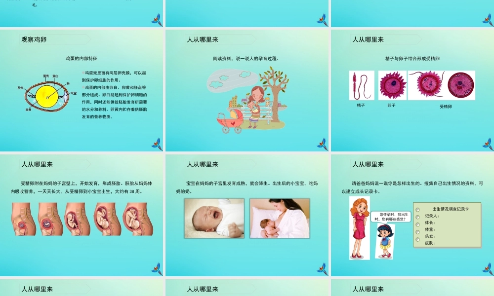 四年级科学下册 第2单元 生生不息 2.3 翩翩雌与雄课件 （新版）湘科版-人教级下册自然科学课件