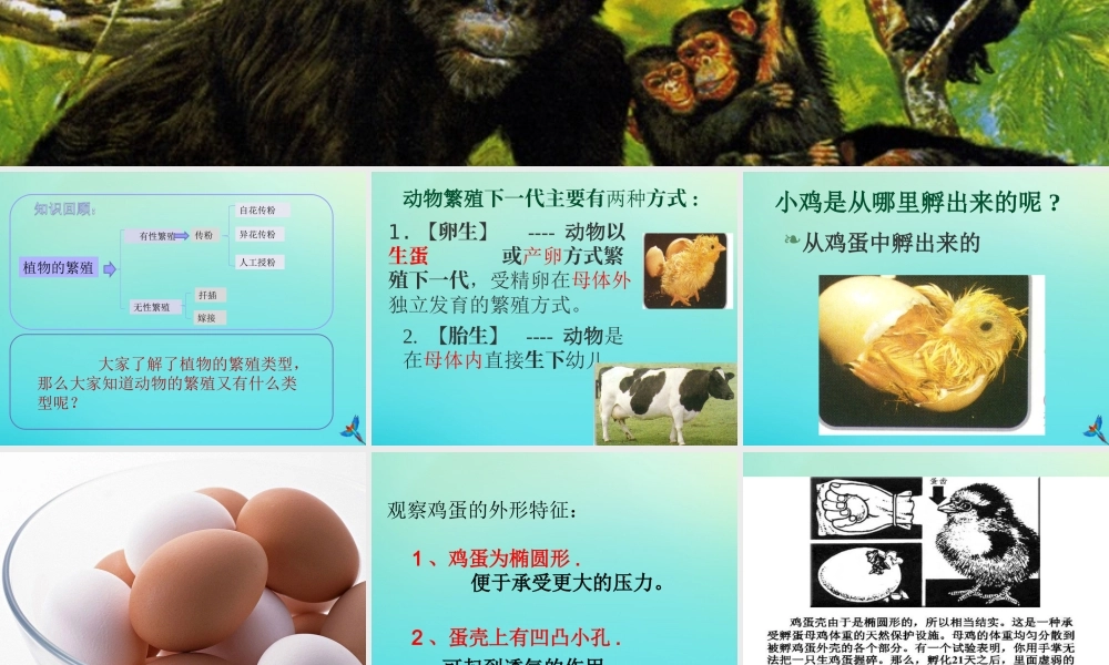 四年级科学下册 第2单元 生生不息 2.3《翩翩雌与雄》课件 （新版）湘科版-人教版小学四年级下册自然科学课件