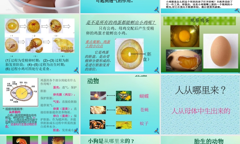 四年级科学下册 第2单元 生生不息 2.3《翩翩雌与雄》课件 （新版）湘科版-人教版小学四年级下册自然科学课件