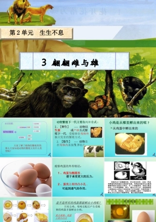 四年级科学下册 第2单元 生生不息 2.3《翩翩雌与雄》课件 （新版）湘科版-人教版小学四年级下册自然科学课件