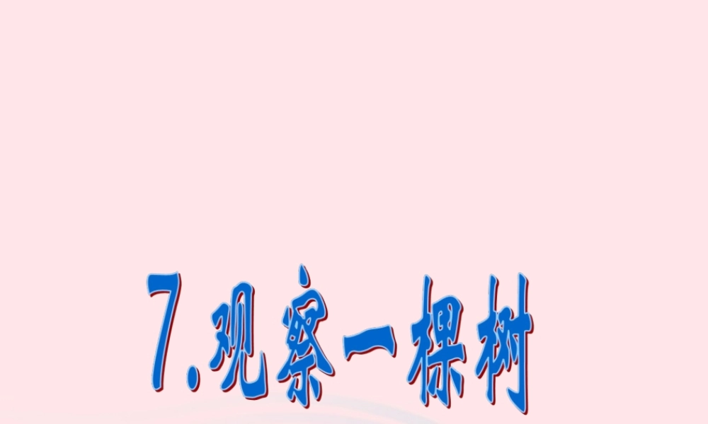 四年级科学上册 第7课《观察一棵树》课件（1） 鄂教版-鄂教版小学四年级上册自然科学课件