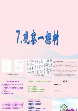 四年级科学上册 第7课《观察一棵树》课件（1） 鄂教版-鄂教版小学四年级上册自然科学课件