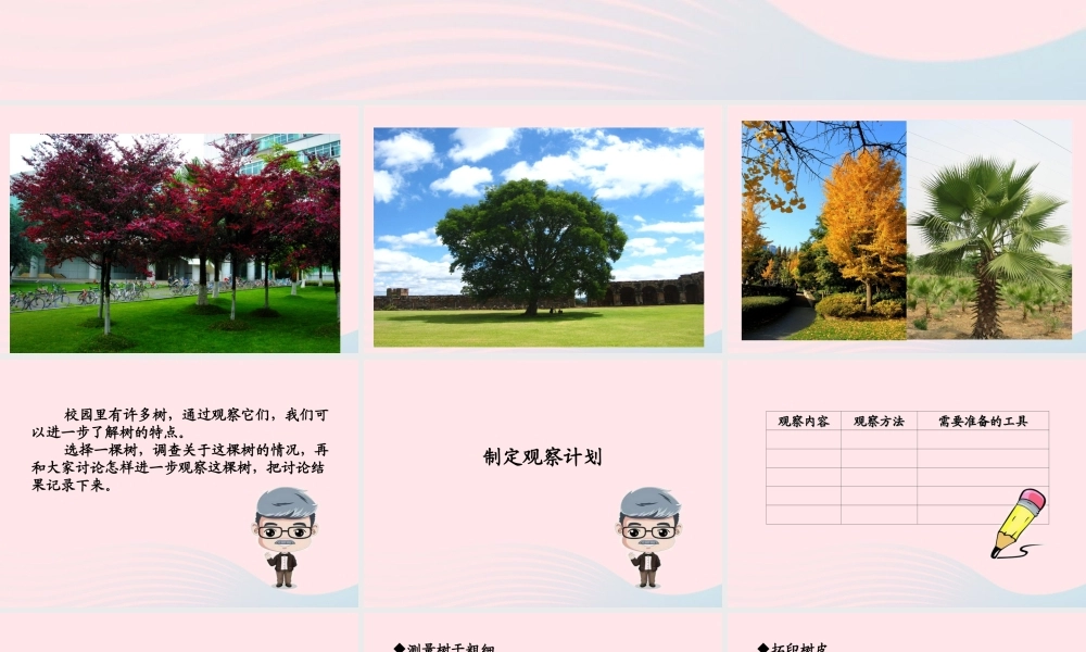 四年级科学上册 第7课《观察一棵树》课件（2） 鄂教版-鄂教版小学四年级上册自然科学课件