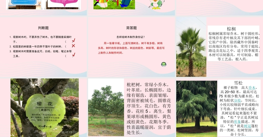 四年级科学上册 第7课《观察一棵树》课件（2） 鄂教版-鄂教版小学四年级上册自然科学课件