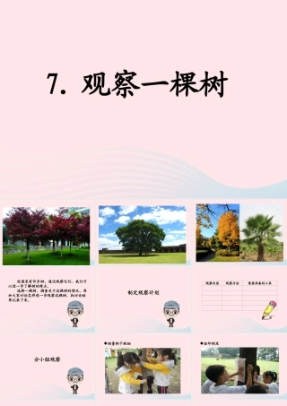 四年级科学上册 第7课《观察一棵树》课件（2） 鄂教版-鄂教版小学四年级上册自然科学课件