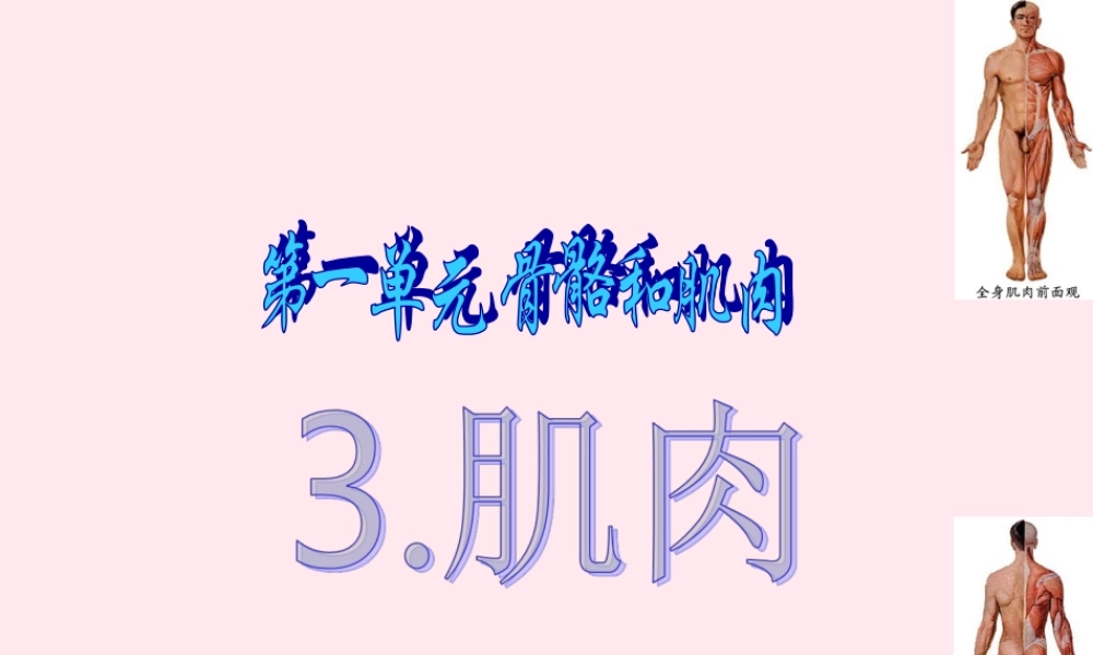 四年级科学下册 1.3 肌肉课件 苏教版-苏教版小学四年级下册自然科学课件