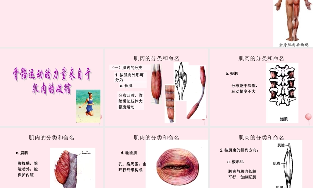 四年级科学下册 1.3 肌肉课件 苏教版-苏教版小学四年级下册自然科学课件