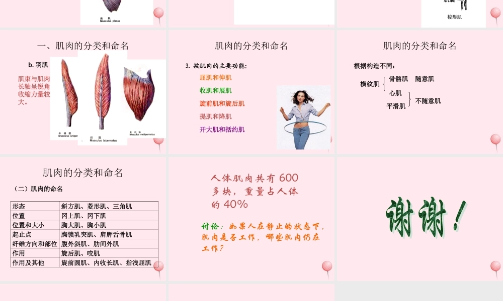 四年级科学下册 1.3 肌肉课件 苏教版-苏教版小学四年级下册自然科学课件