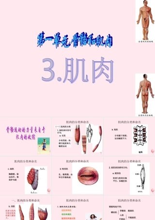 四年级科学下册 1.3 肌肉课件 苏教版-苏教版小学四年级下册自然科学课件