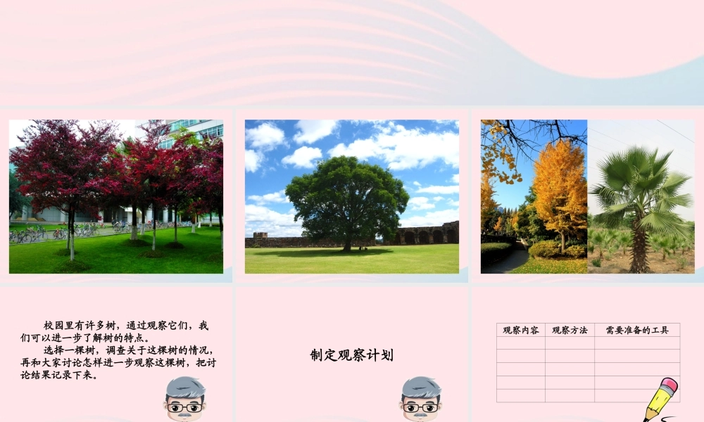 四年级科学上册 第7课《观察一棵树》课件（3） 鄂教版-鄂教版小学四年级上册自然科学课件