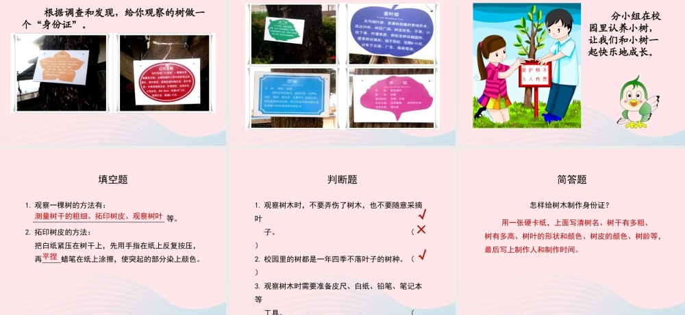 四年级科学上册 第7课《观察一棵树》课件（3） 鄂教版-鄂教版小学四年级上册自然科学课件