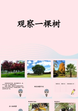 四年级科学上册 第7课《观察一棵树》课件（3） 鄂教版-鄂教版小学四年级上册自然科学课件