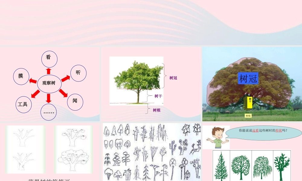 四年级科学上册 第7课《观察一棵树》课件（4） 鄂教版-鄂教版小学四年级上册自然科学课件