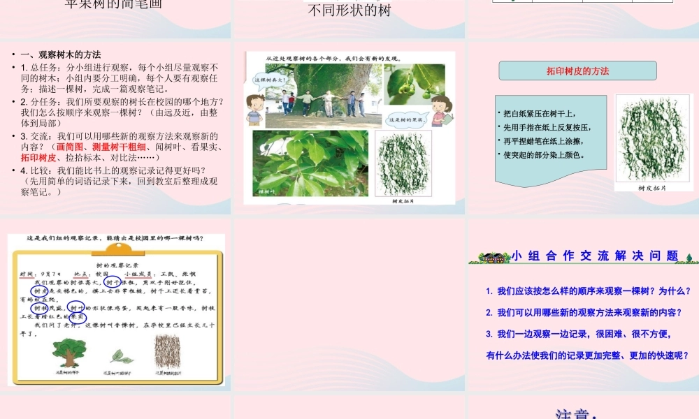 四年级科学上册 第7课《观察一棵树》课件（4） 鄂教版-鄂教版小学四年级上册自然科学课件