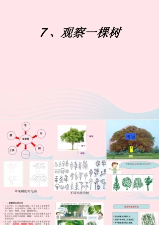 四年级科学上册 第7课《观察一棵树》课件（4） 鄂教版-鄂教版小学四年级上册自然科学课件