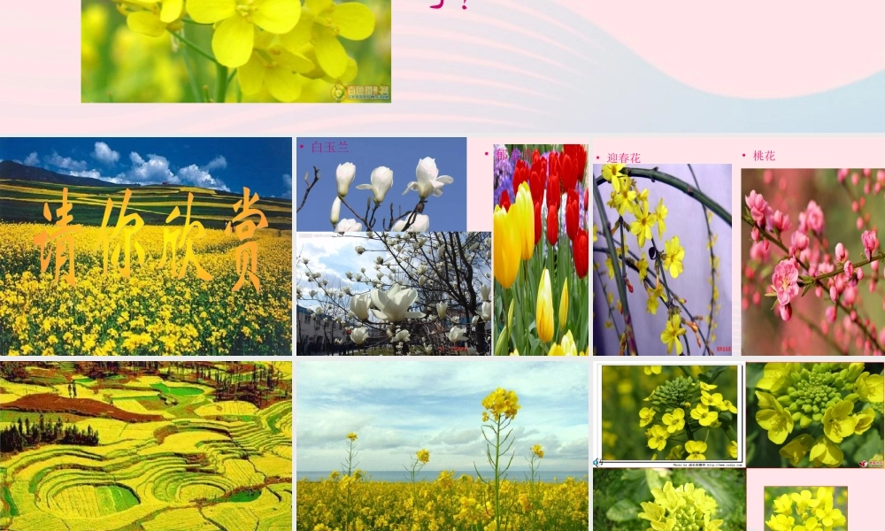 四年级科学下册 2 新的生命 1 油菜花开了课件 教科版-教科版小学四年级下册自然科学课件