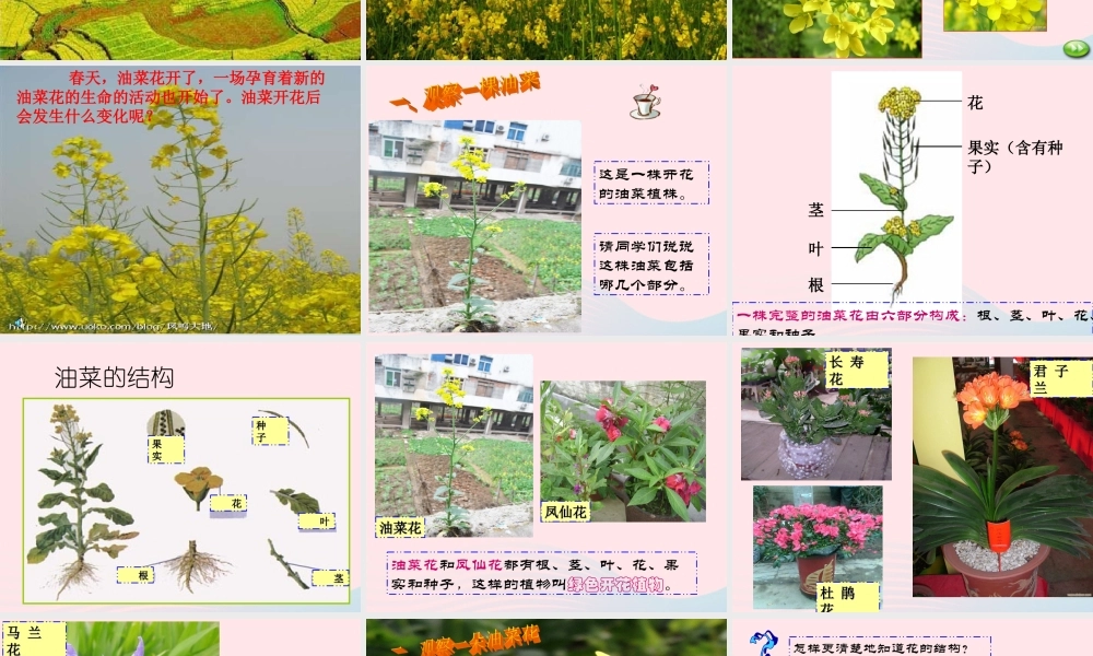 四年级科学下册 2 新的生命 1 油菜花开了课件 教科版-教科版小学四年级下册自然科学课件