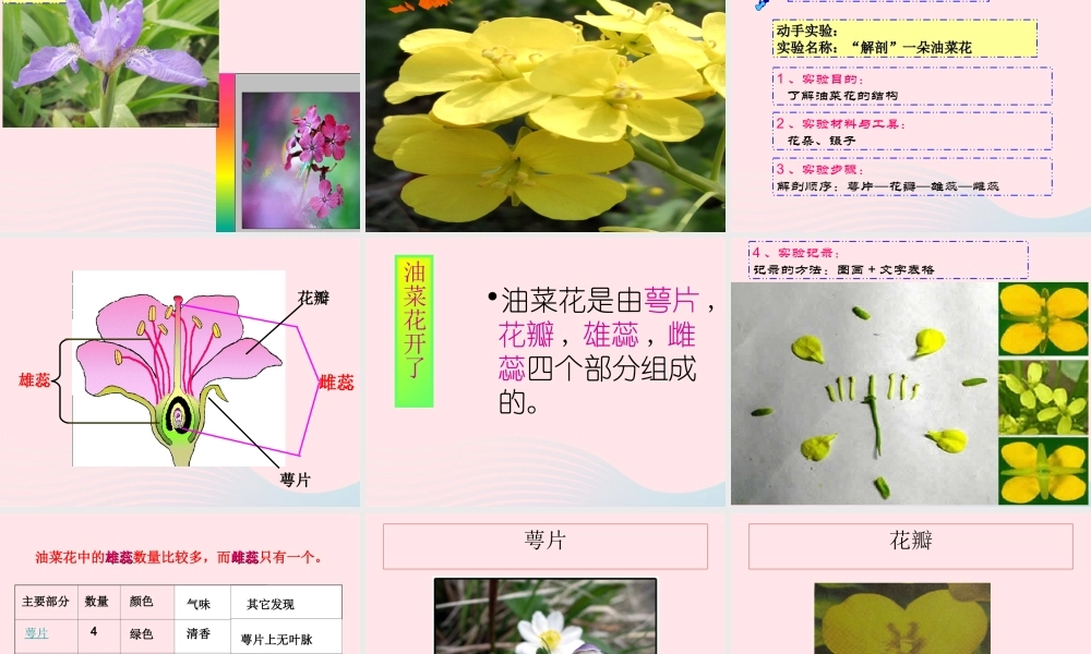 四年级科学下册 2 新的生命 1 油菜花开了课件 教科版-教科版小学四年级下册自然科学课件