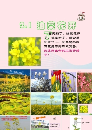 四年级科学下册 2 新的生命 1 油菜花开了课件 教科版-教科版小学四年级下册自然科学课件