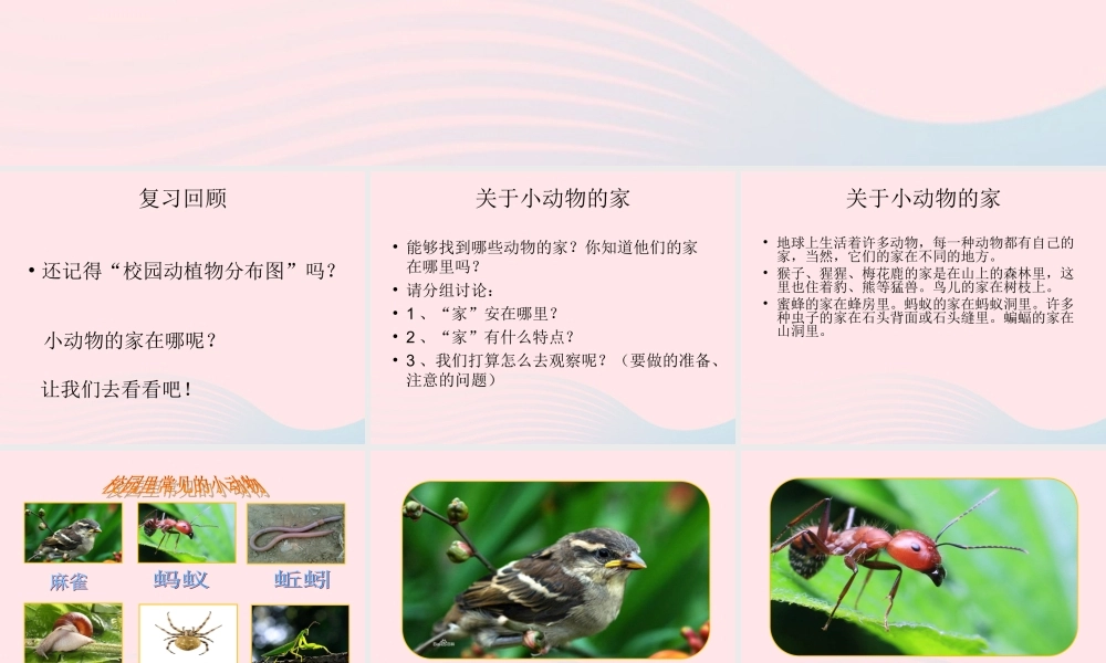四年级科学上册 第8课《小动物的家》课件（1） 鄂教版-鄂教版小学四年级上册自然科学课件