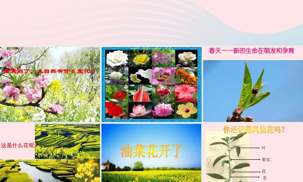 四年级科学下册 2 新的生命 1 油菜花开了课件1 教科版-教科版小学四年级下册自然科学课件