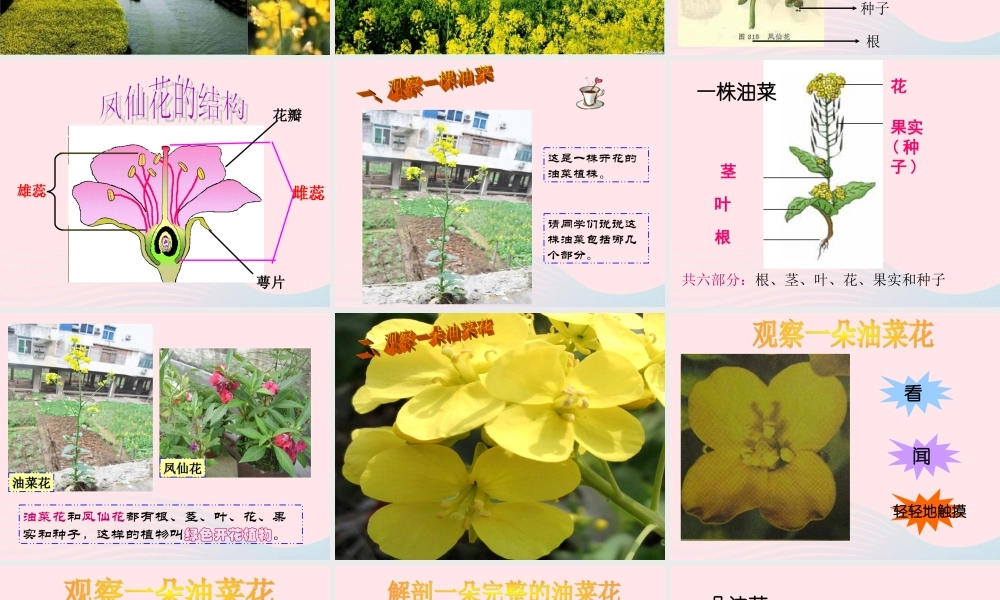 四年级科学下册 2 新的生命 1 油菜花开了课件1 教科版-教科版小学四年级下册自然科学课件