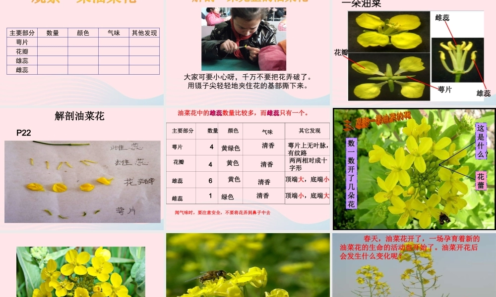 四年级科学下册 2 新的生命 1 油菜花开了课件1 教科版-教科版小学四年级下册自然科学课件