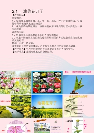 四年级科学下册 2 新的生命 1 油菜花开了课件1 教科版-教科版小学四年级下册自然科学课件