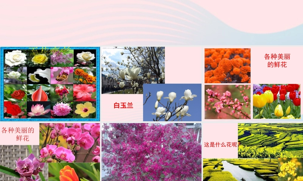 四年级科学下册 2 新的生命 1 油菜花开了课件2 教科版-教科版小学四年级下册自然科学课件