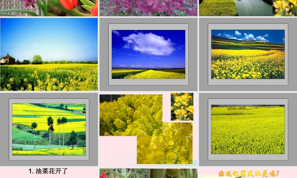 四年级科学下册 2 新的生命 1 油菜花开了课件2 教科版-教科版小学四年级下册自然科学课件