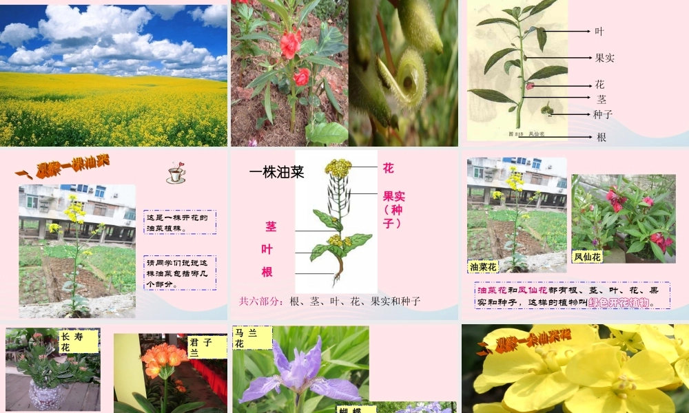四年级科学下册 2 新的生命 1 油菜花开了课件2 教科版-教科版小学四年级下册自然科学课件