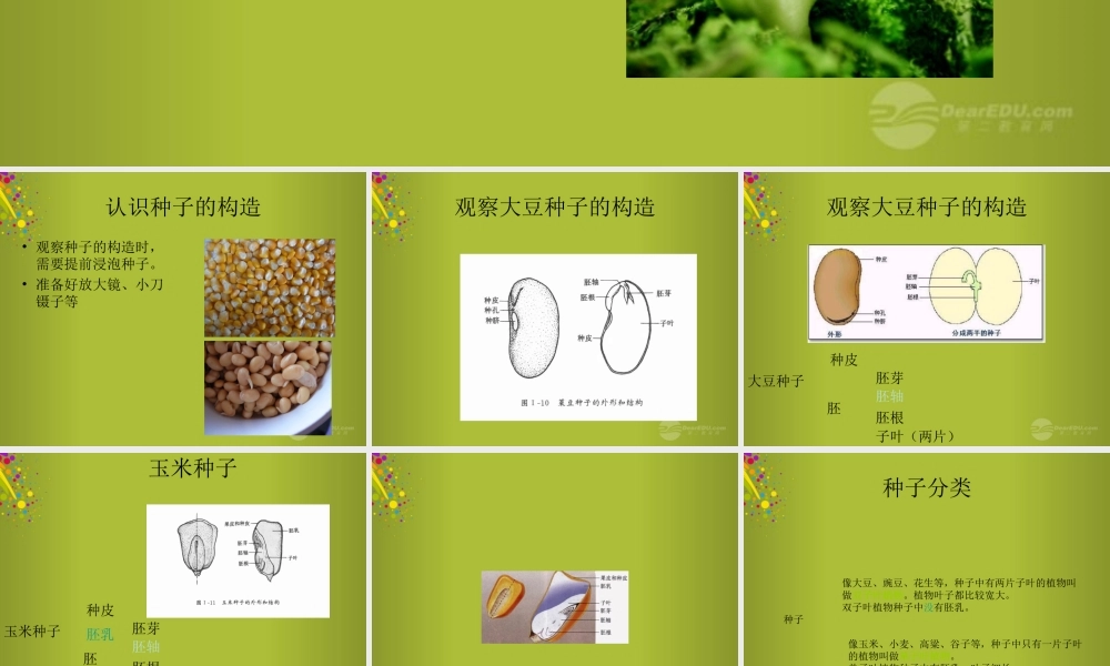 四年级科学下册《种子发芽了》课件2 青岛版